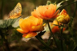 fleurs et papillons